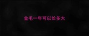 金毛一年可以长多大