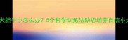 泰迪犬胆子小怎么办5个科学训练法助您培养自信小犬只