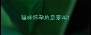 猫咪怀孕总是爱叫