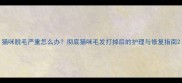 猫咪脱毛严重怎么办彻底猫咪毛发打掉后的护理与修复指南