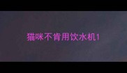 猫咪不肯用饮水机