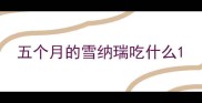 五个月的雪纳瑞吃什么