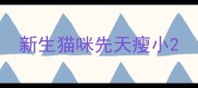新生猫咪先天瘦小