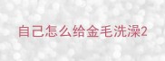 自己怎么给金毛洗澡