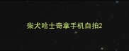 柴犬哈士奇拿手机自拍