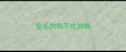 金毛狗狗不吃狗粮