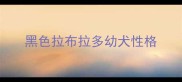 黑色拉布拉多幼犬性格