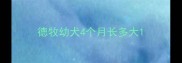 德牧幼犬4个月长多大