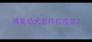 博美幼犬怎样打疫苗