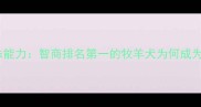 边境牧羊犬十大特殊能力智商排名第一的牧羊犬为何成为网红宠物的首选