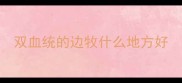 双血统的边牧什么地方好