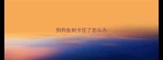狗狗鱼刺卡住了怎么办