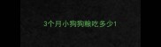 3个月小狗狗粮吃多少