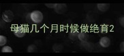 母猫几个月时候做绝育