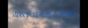 边牧长红毛怎么回事