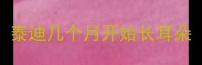 泰迪几个月开始长耳朵