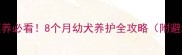 边牧领养必看8个月幼犬养护全攻略附避坑指南