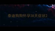 泰迪狗狗怀孕38天症状