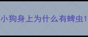 小狗身上为什么有蜱虫
