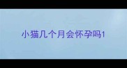 小猫几个月会怀孕吗