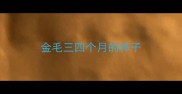 金毛三四个月的样子