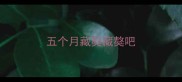 五个月藏獒藏獒吧