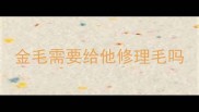 金毛需要给他修理毛吗