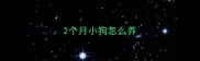 2个月小狗怎么养