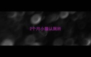 2个月小猫认厕所