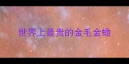 世界上最贵的金毛金蟾