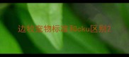 边牧宠物标准和cku区别