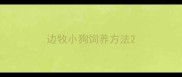 边牧小狗饲养方法