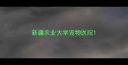 新疆农业大学宠物医院