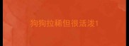 狗狗拉稀但很活泼