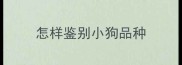 怎样鉴别小狗品种