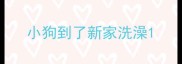 小狗到了新家洗澡