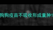 狗狗疫苗不吸收形成囊肿