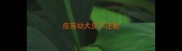 疫苗幼犬皮下注射