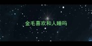 金毛喜欢和人睡吗