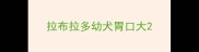 拉布拉多幼犬胃口大