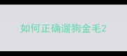 如何正确遛狗金毛
