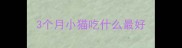3个月小猫吃什么最好