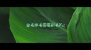 金毛掉毛需要剃毛吗