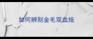 如何辨别金毛双血统