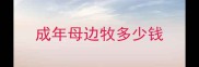 成年母边牧多少钱