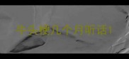 牛头梗几个月听话