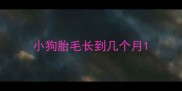 小狗胎毛长到几个月