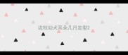 边牧幼犬耳朵几月定型