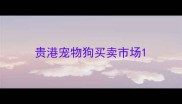 贵港宠物狗买卖市场