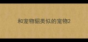 和宠物貂类似的宠物